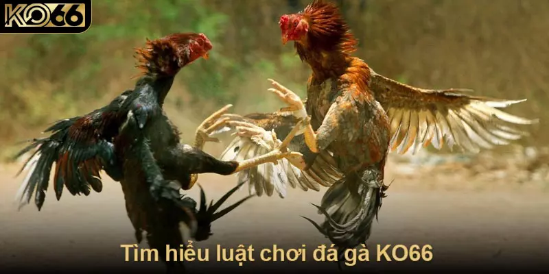 Tìm hiểu luật chơi đá gà KO66