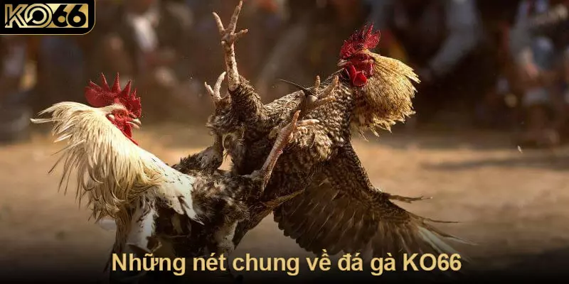 Những nét chung về đá gà KO66