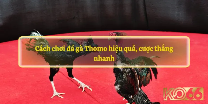 Cách chơi đá gà Thomo hiệu quả, cược thắng nhanh