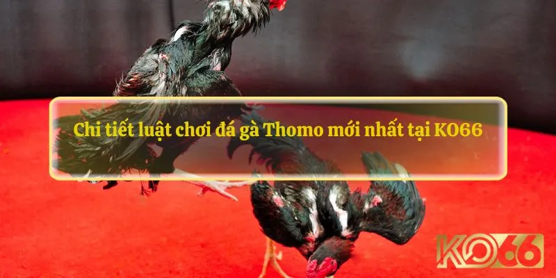 Chi tiết luật chơi đá gà Thomo mới nhất tại KO66