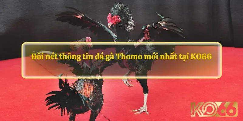 Đôi nét thông tin đá gà Thomo mới nhất tại KO66