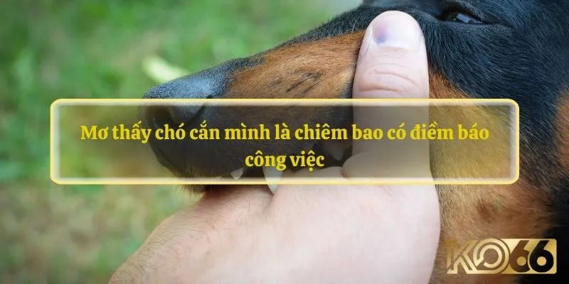 Mơ thấy chó cắn mình là chiêm bao có điềm báo công việc