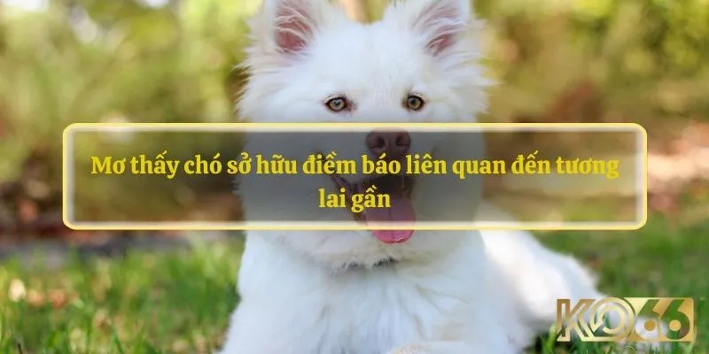 Mơ thấy chó sở hữu điềm báo liên quan đến tương lai gần