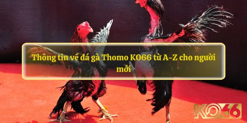 Đá gà thomo