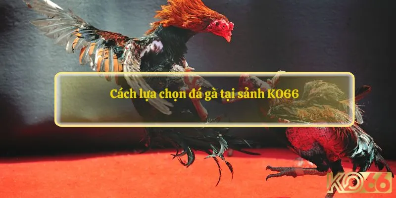 Cách lựa chọn đá gà tại sảnh KO66