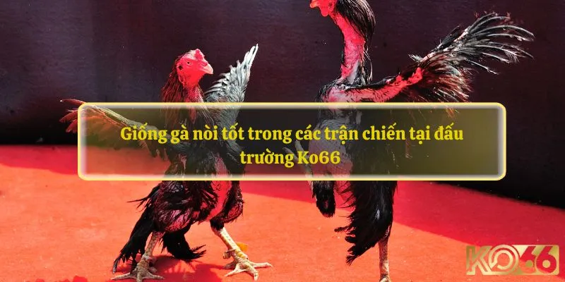 Giống gà nòi tốt trong các trận chiến tại đấu trường Ko66 